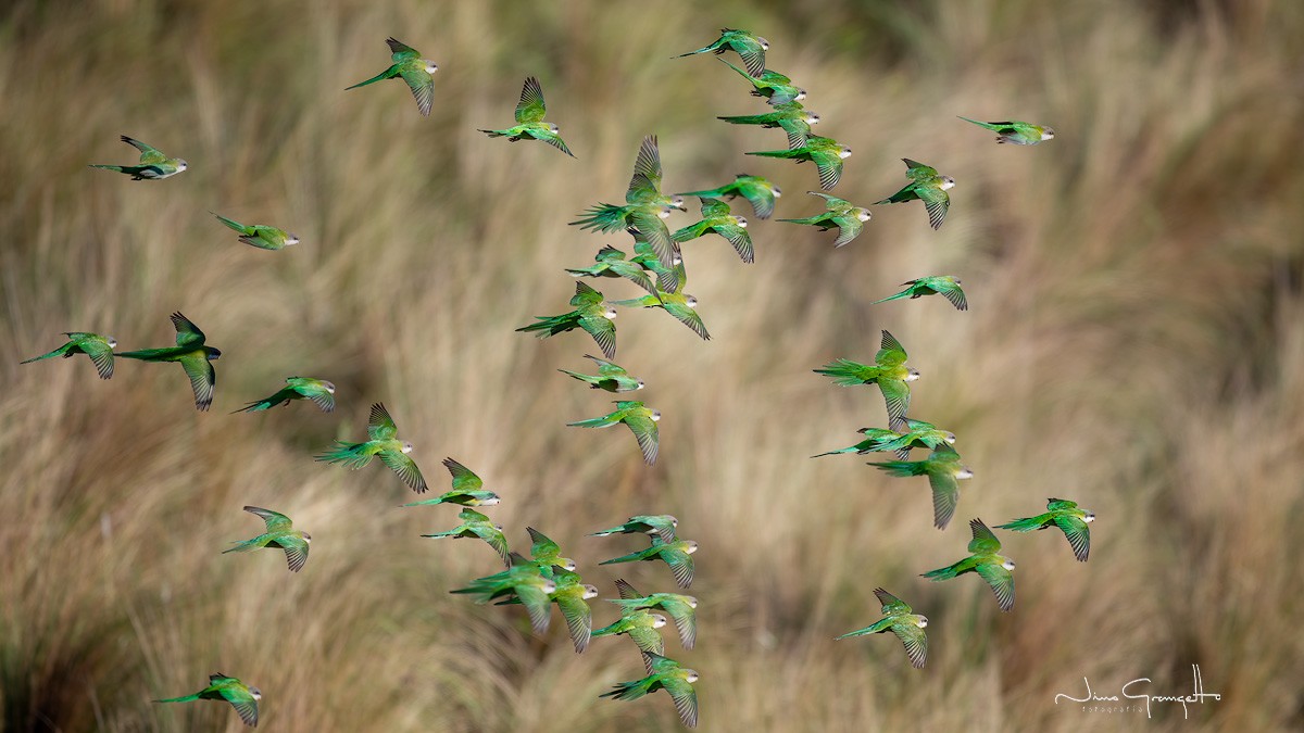 Gray-hooded Parakeet - Aldo Grangetto