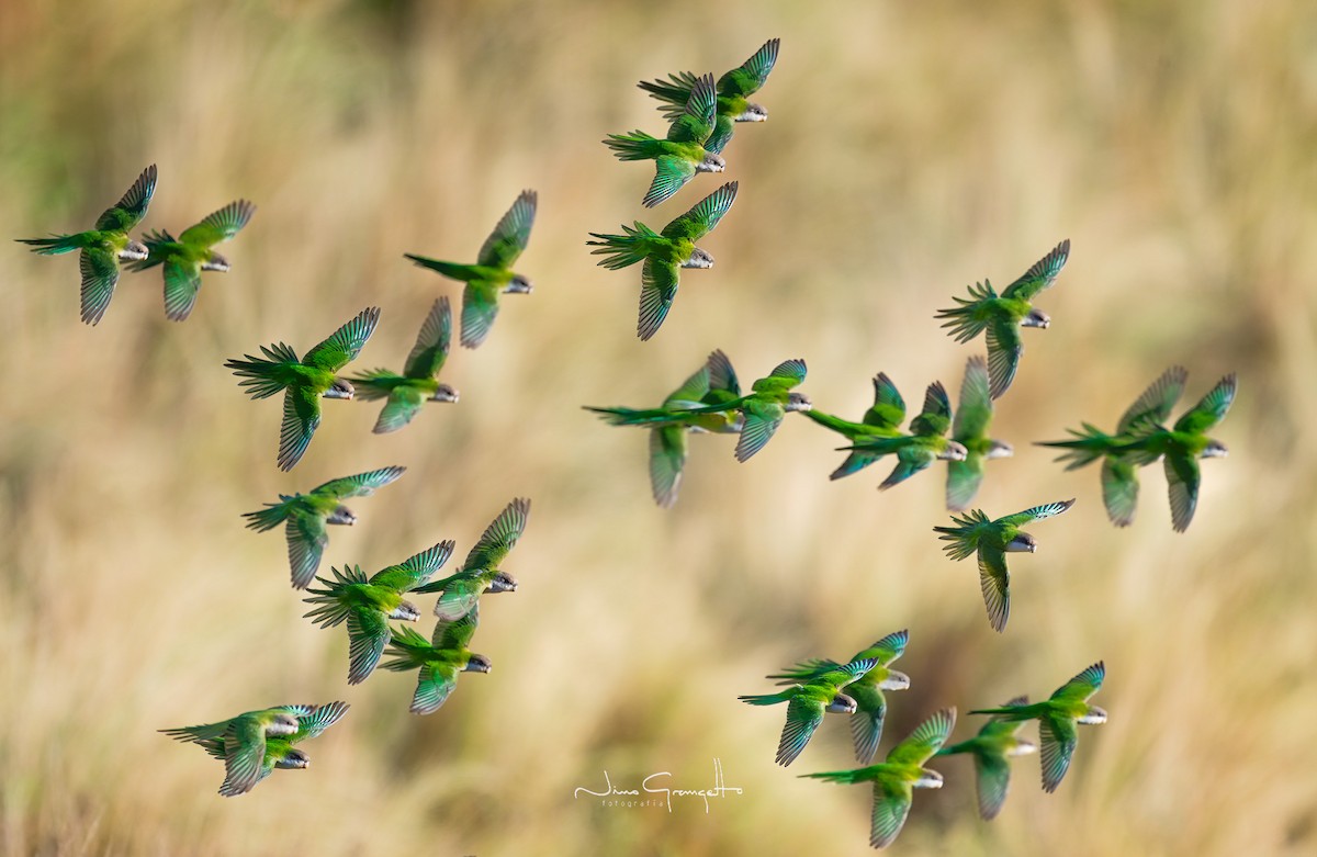 Gray-hooded Parakeet - Aldo Grangetto