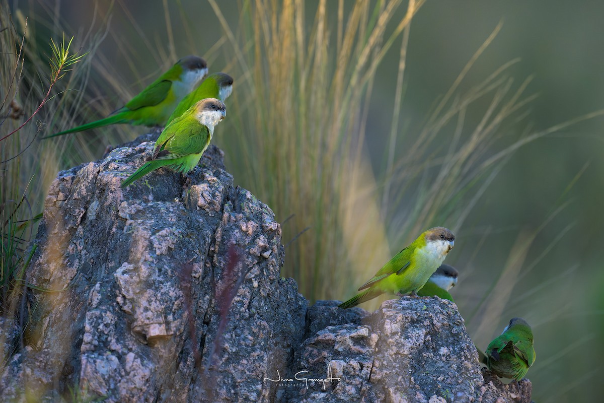 Gray-hooded Parakeet - Aldo Grangetto