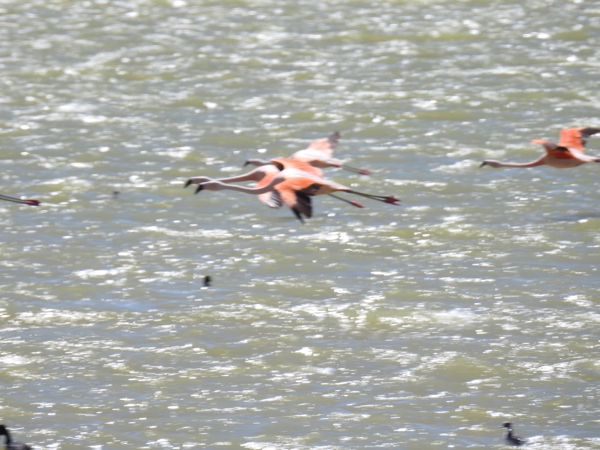 Chilean Flamingo - ML616789677