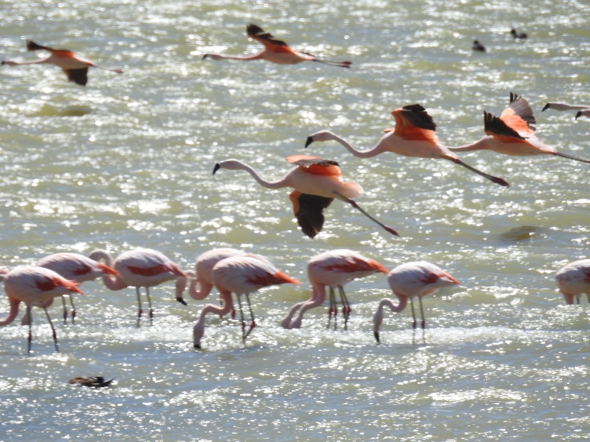 Chilean Flamingo - adriana centeno
