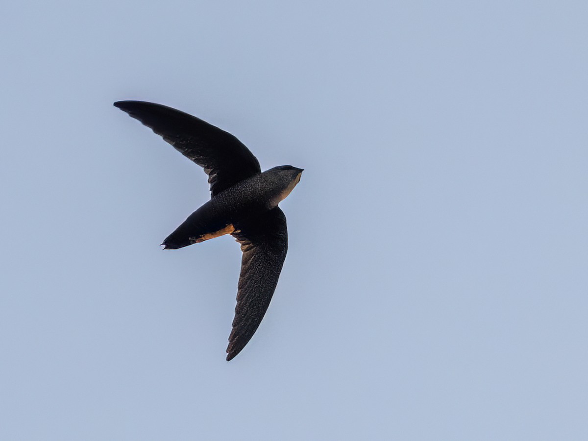 Vaux's Swift (Richmond's) - ML616789777