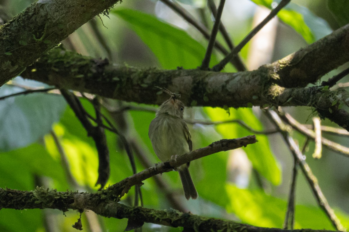 Double-banded Pygmy-Tyrant - ML616789802