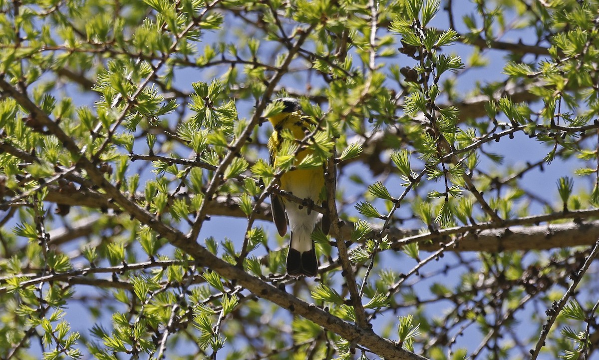 Пісняр-лісовик канадський - ML616789865