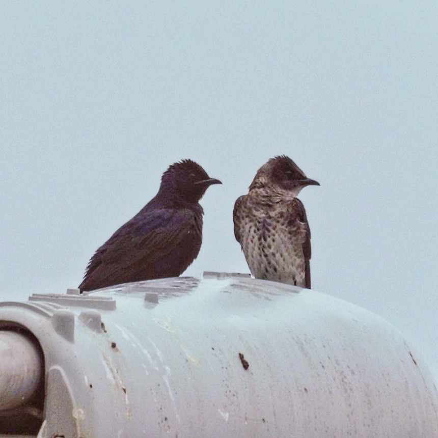 Purple Martin - ML616789887