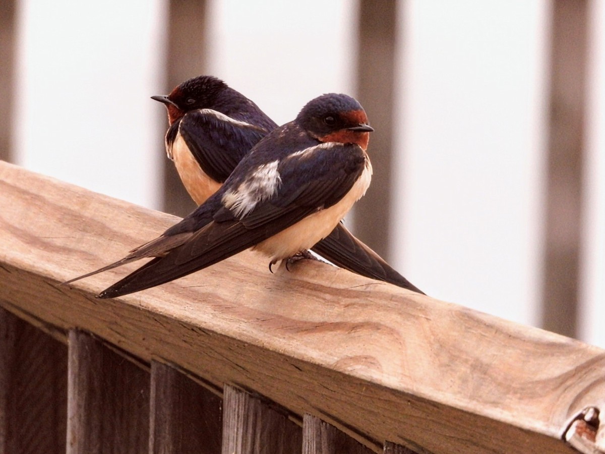 Golondrina Común - ML616789908