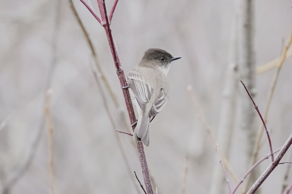 Eastern Phoebe - ML616789916