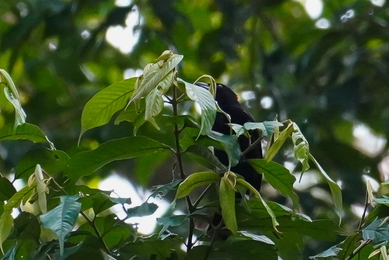 Fulvous-crested Tanager - ML616789918