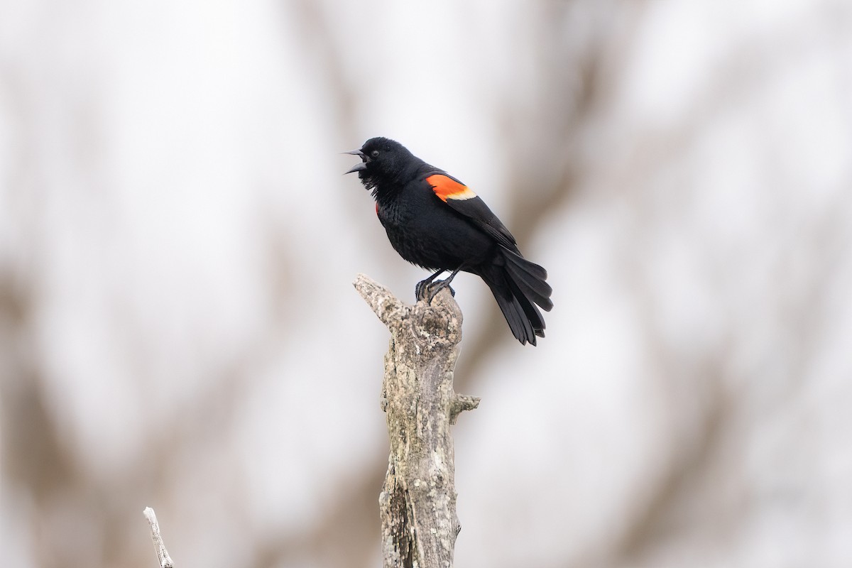 Red-winged Blackbird - Shori Velles