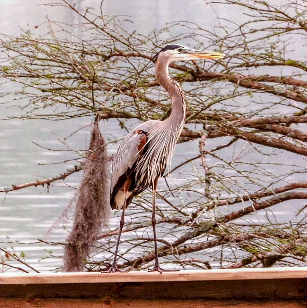 Great Blue Heron - ML616789940