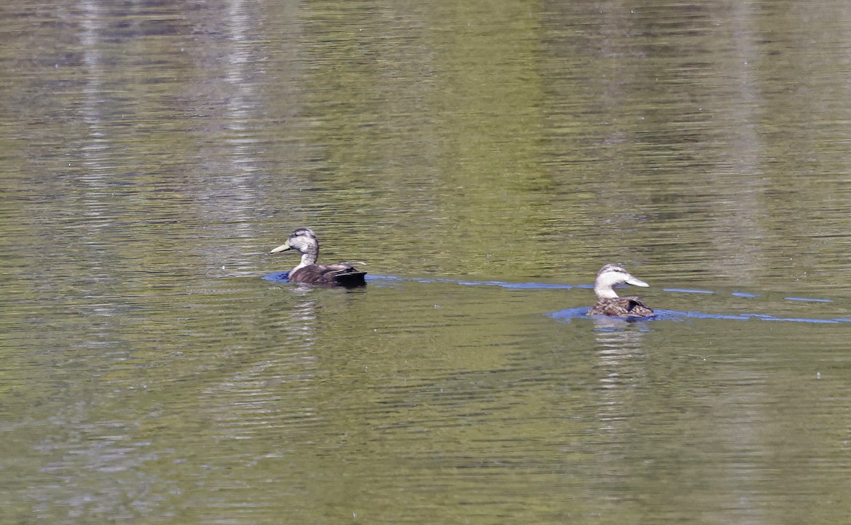 American Black Duck - Paul Chapman