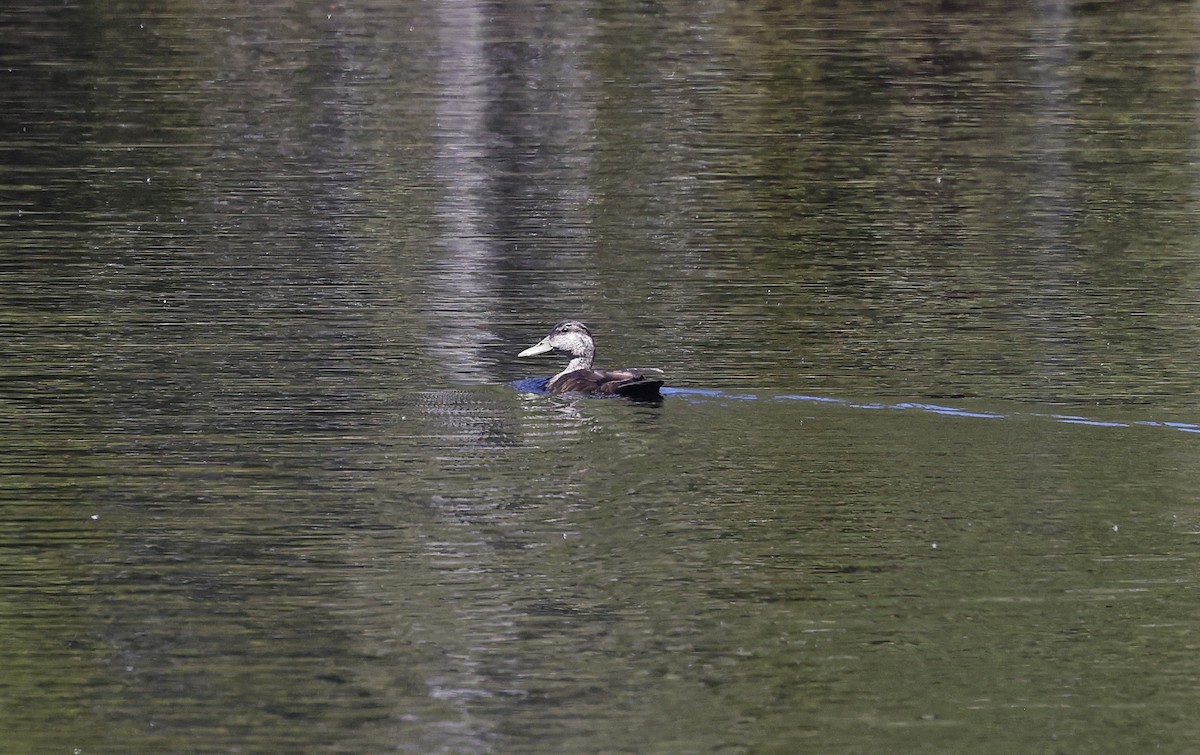 American Black Duck - Paul Chapman