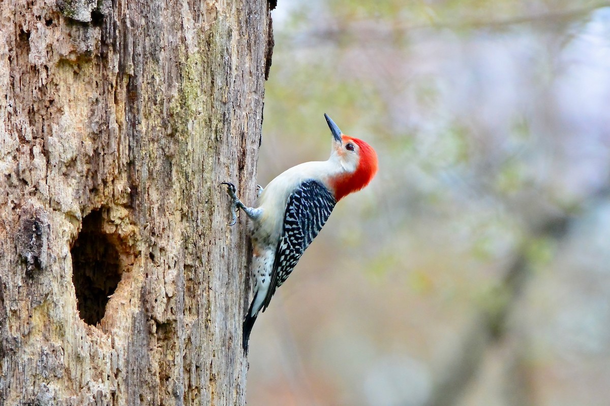Red-bellied Woodpecker - Seth Honig