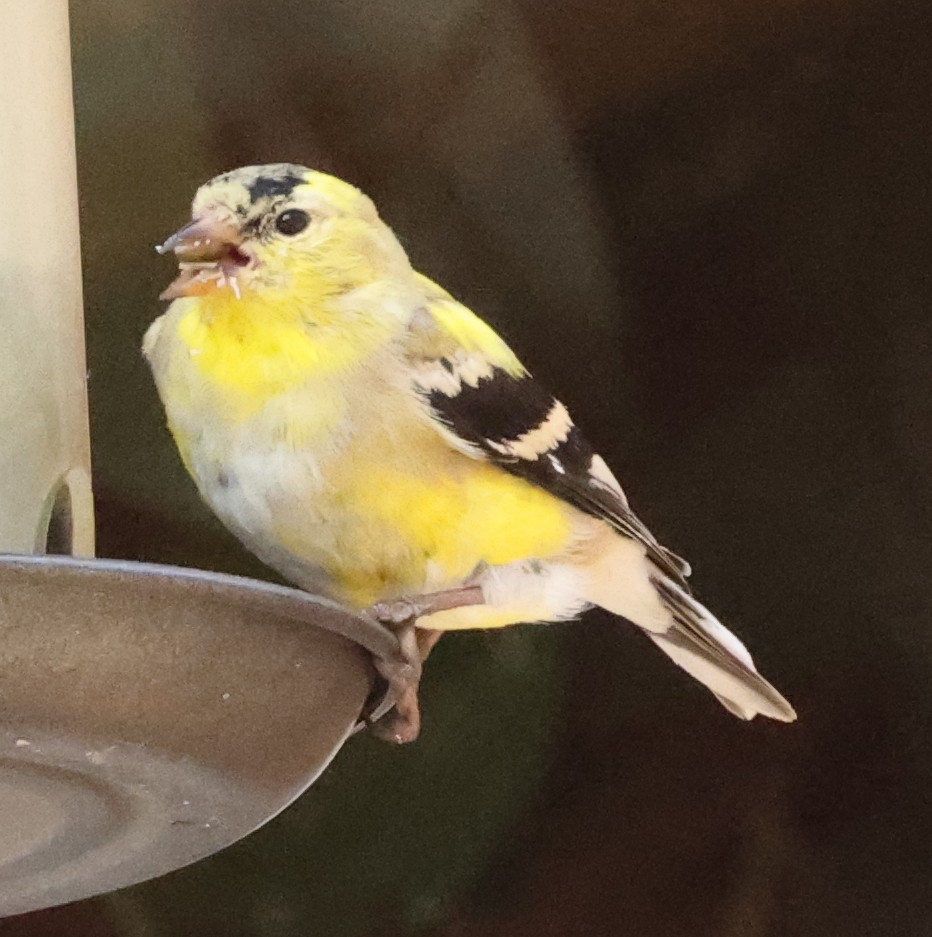 American Goldfinch - ML616790173