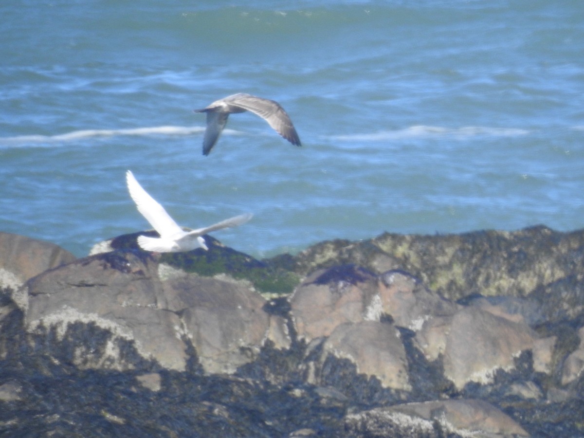 Iceland Gull - ML616790176