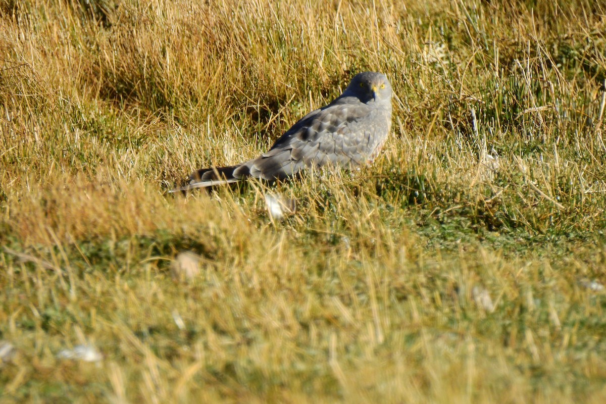 Cinereous Harrier - Cristina Ríos