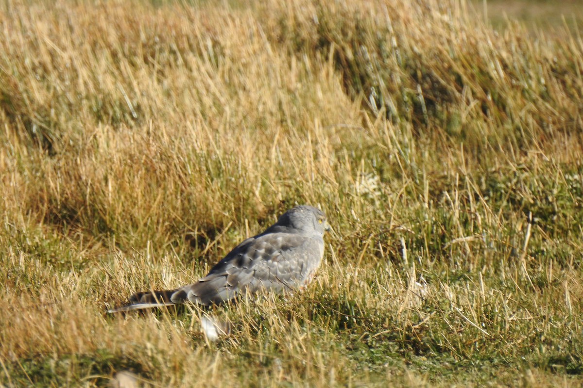 Cinereous Harrier - ML616790229