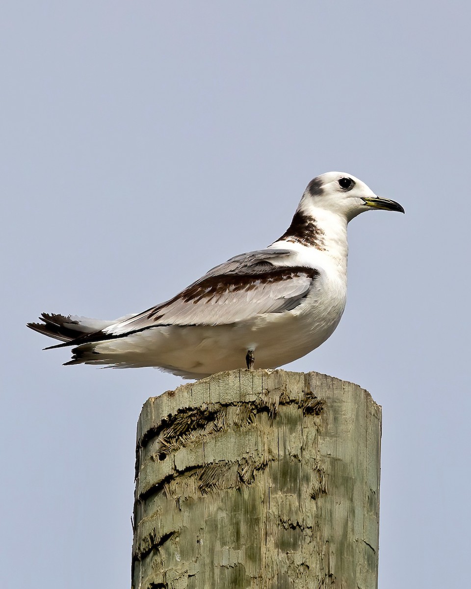 Mouette tridactyle - ML616790236