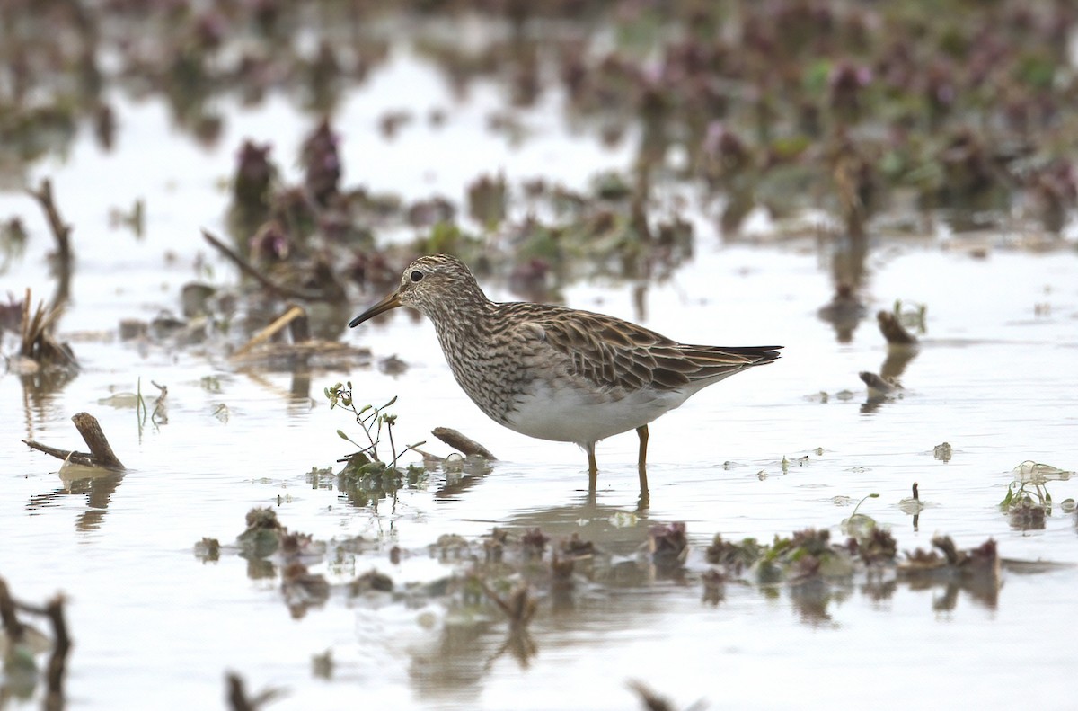 Graubrust-Strandläufer - ML616790286