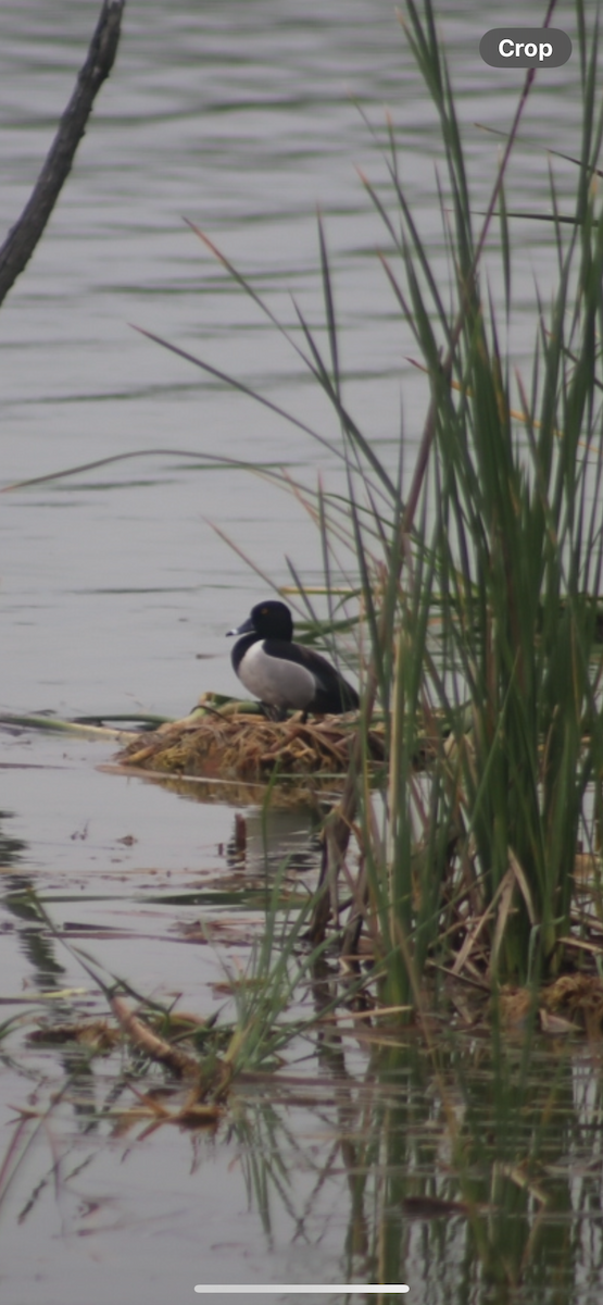 Ring-necked Duck - ML616790302