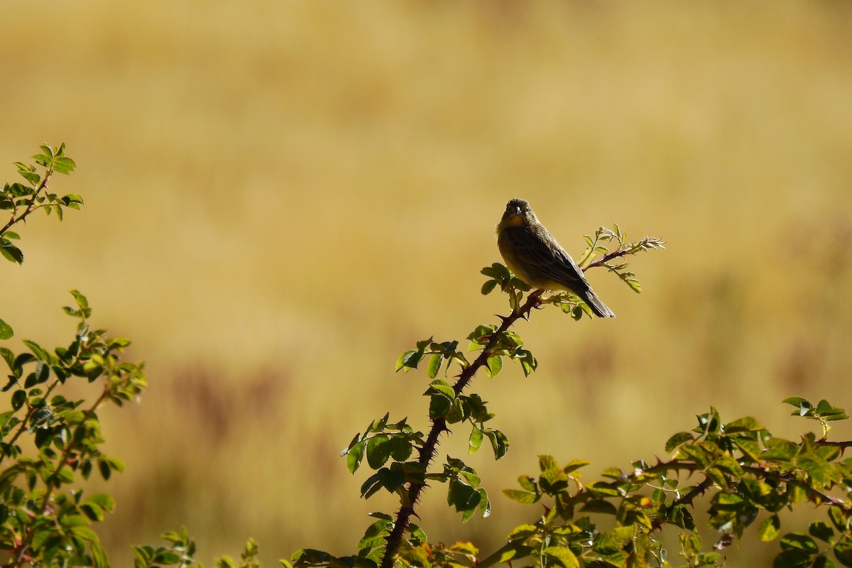 Grassland Yellow-Finch - ML616790307