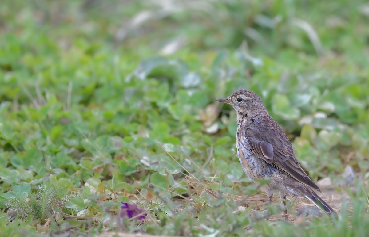 Pipit d'Amérique - ML616790315