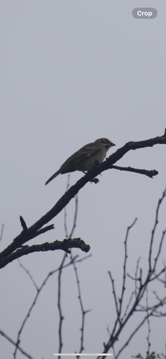 Lark Sparrow - ML616790339