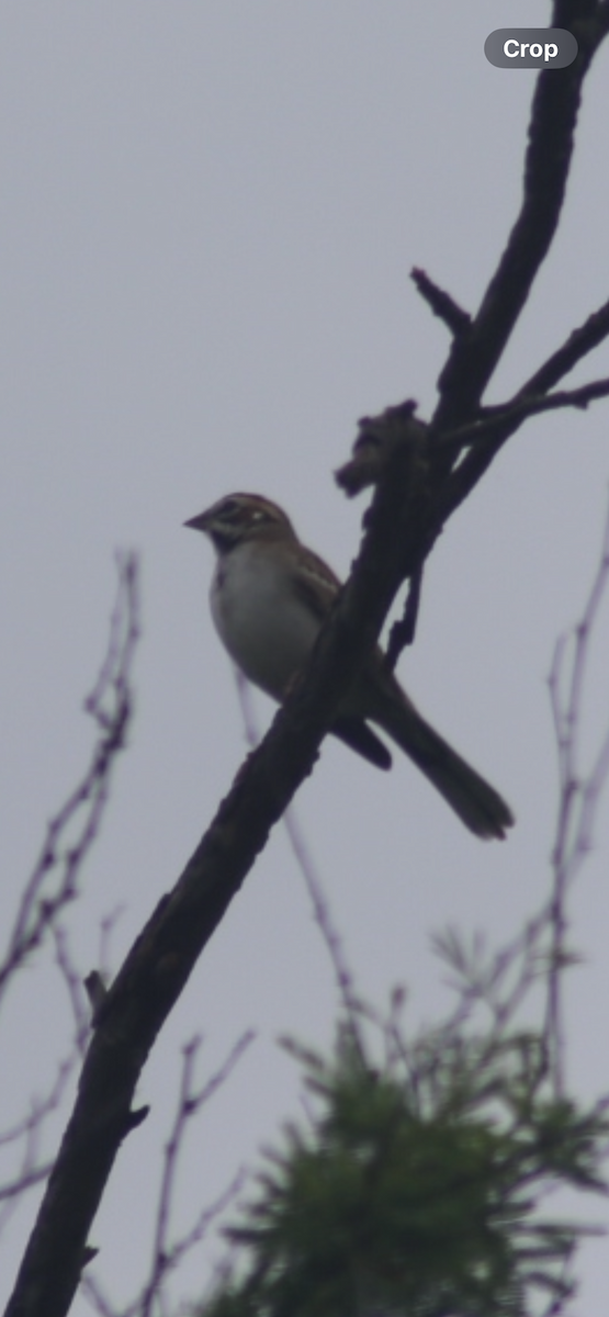 Lark Sparrow - ML616790340