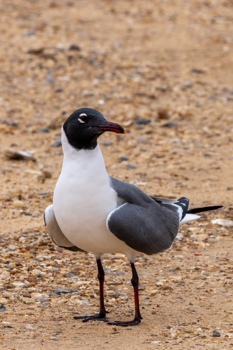 Laughing Gull - Stéphane Lair