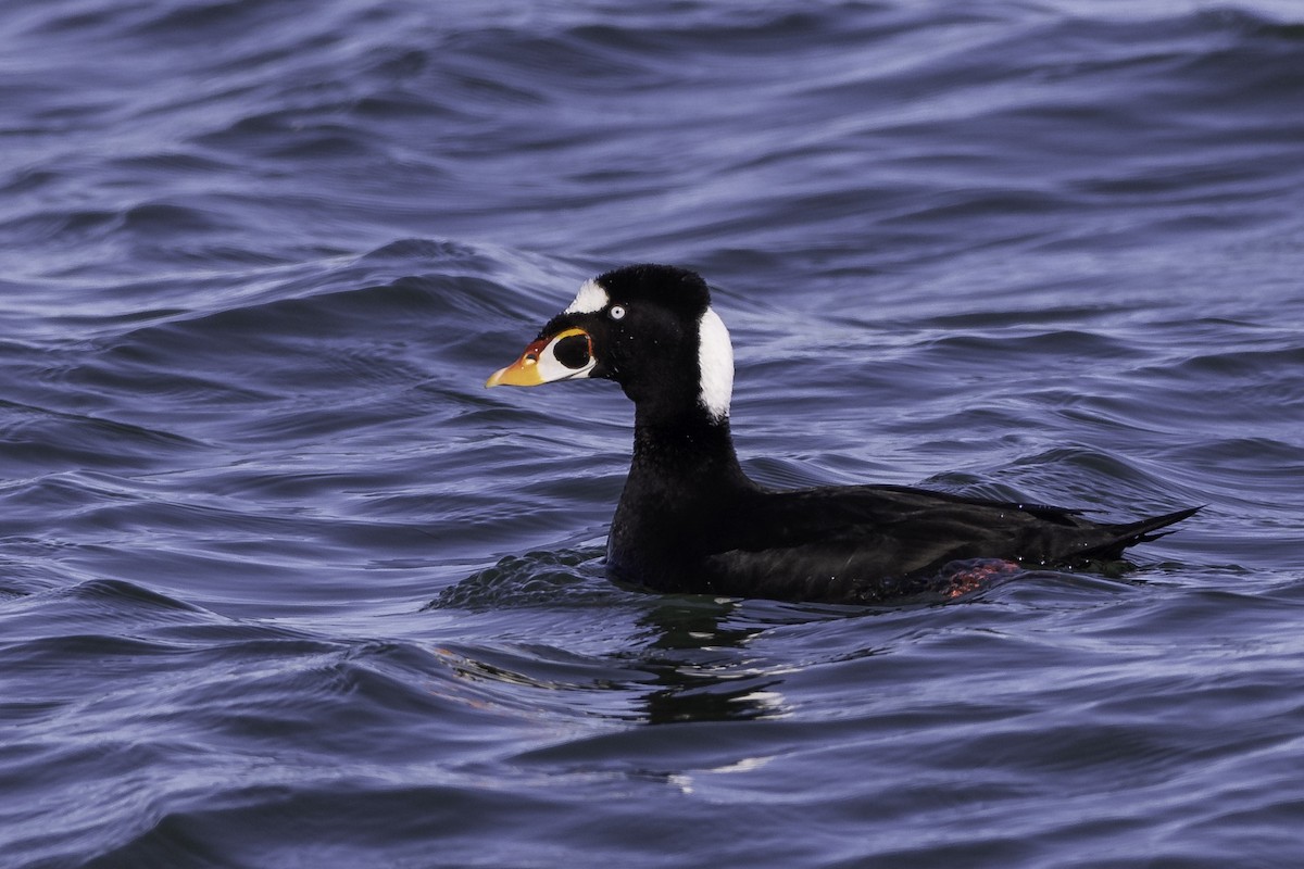 Surf Scoter - ML616790441