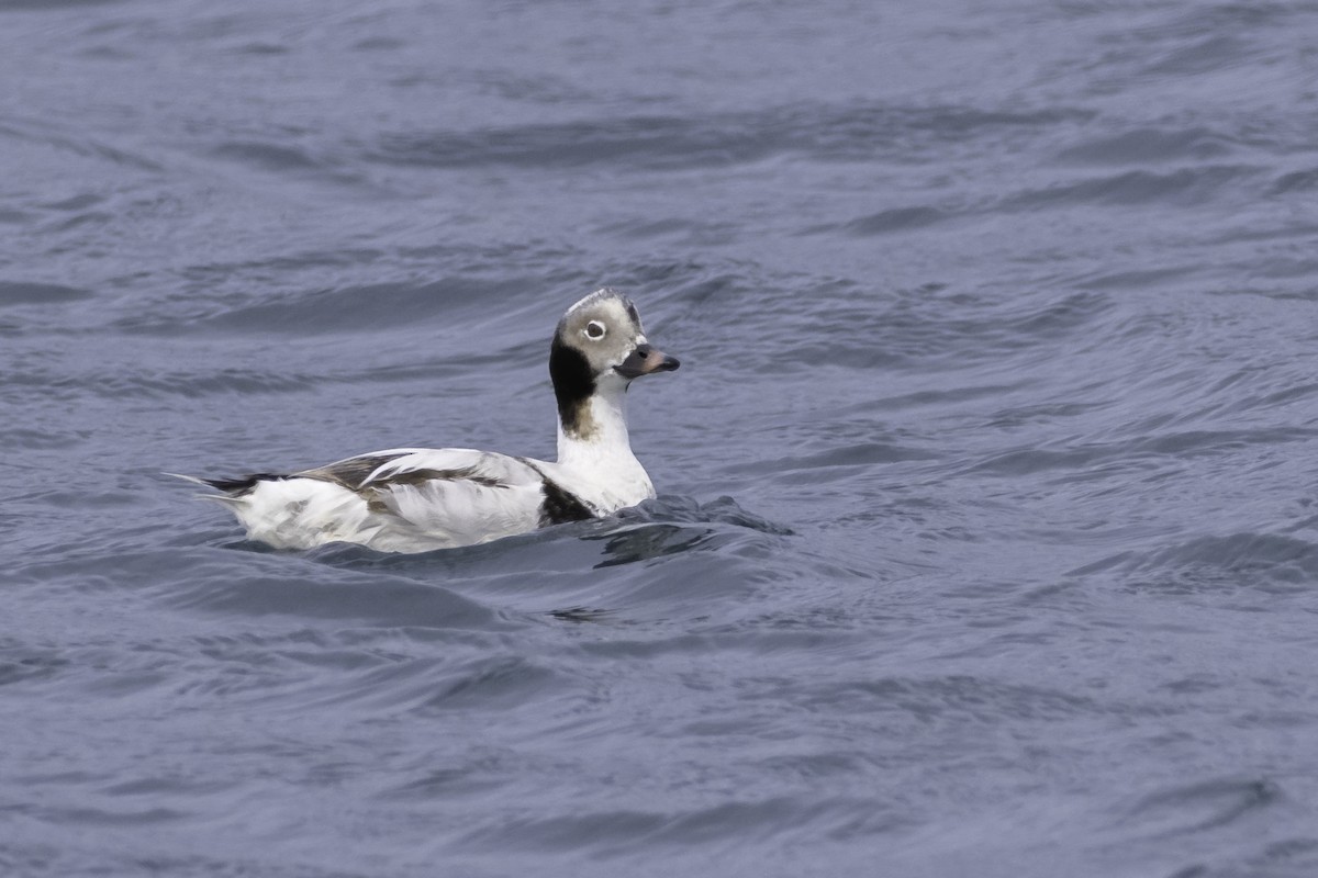 Long-tailed Duck - ML616790500