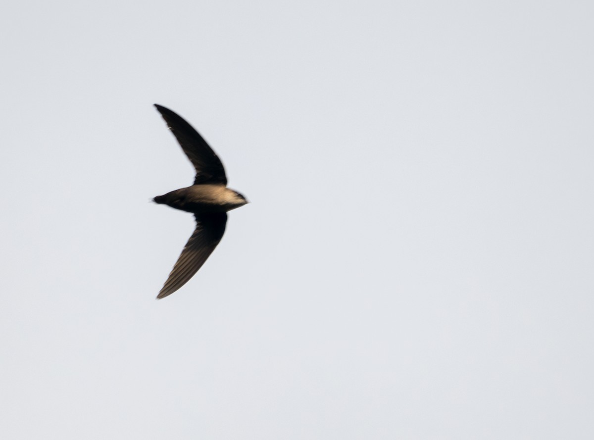 Costa Rican Swift - ML616790507