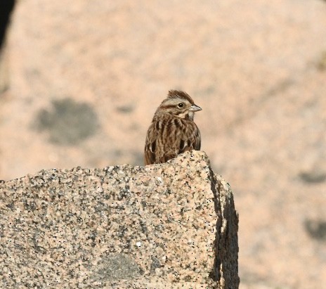 American Tree Sparrow - Richard Audette