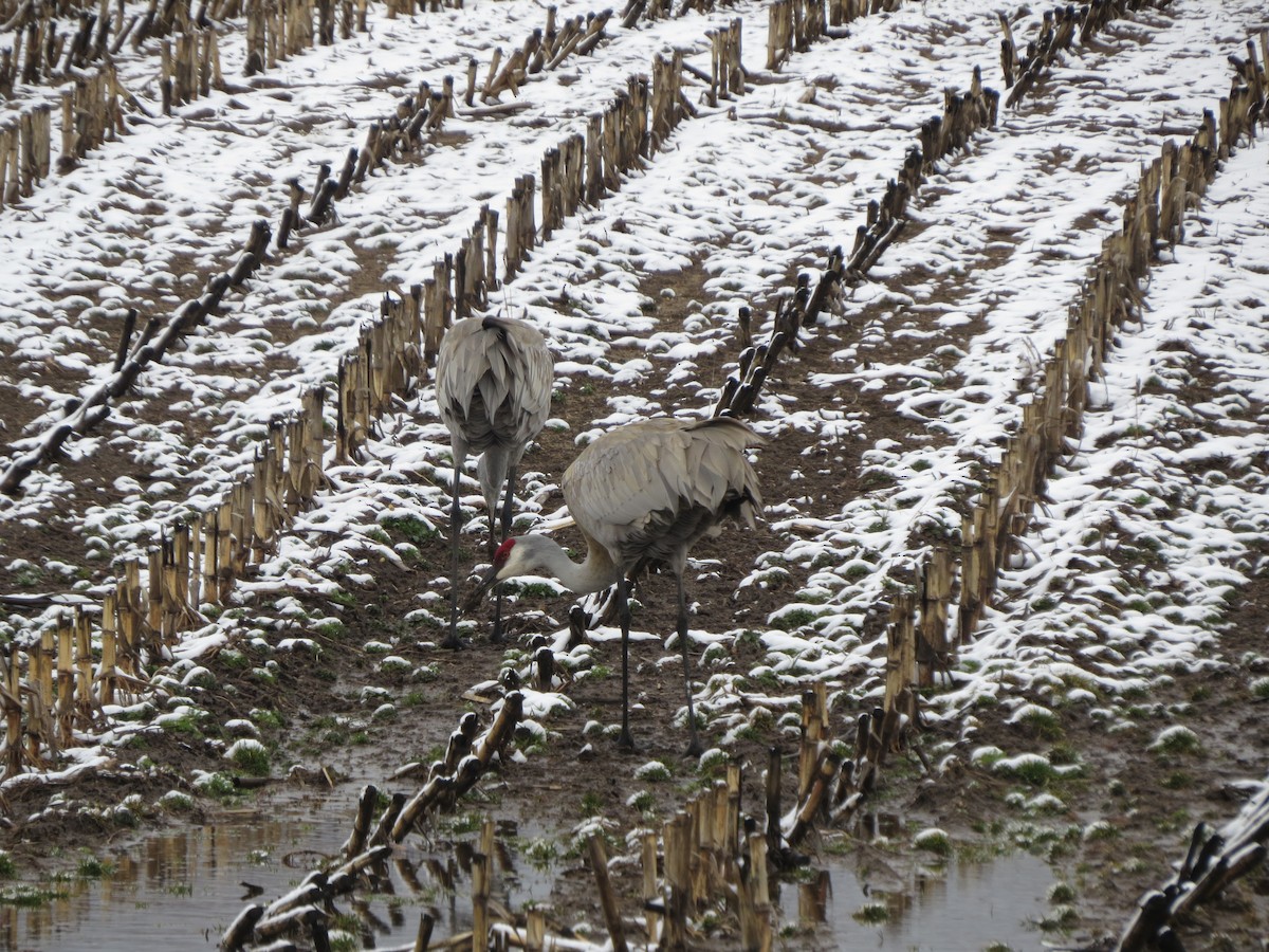 Sandhill Crane - ML616790666