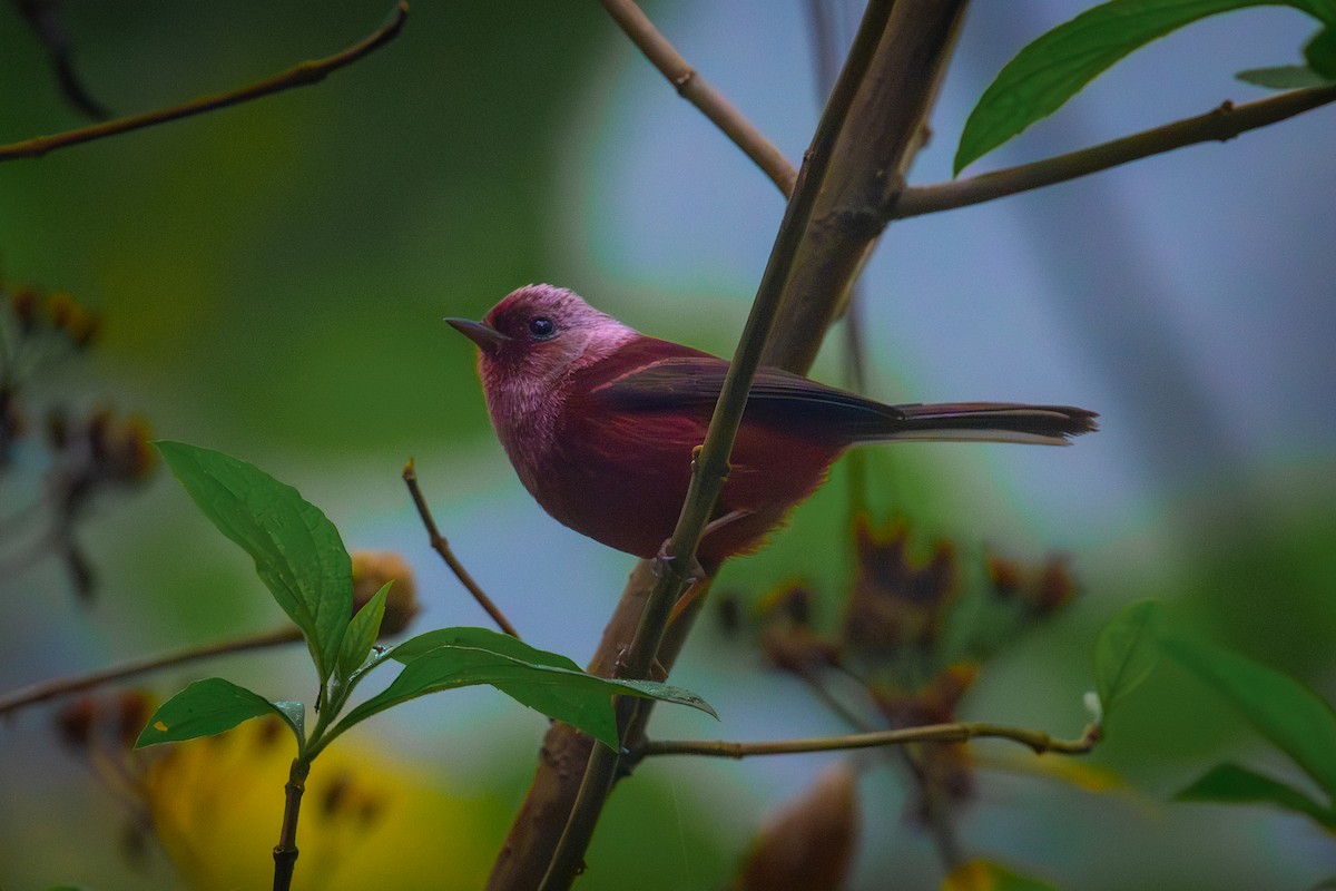 Pink-headed Warbler - ML616790676