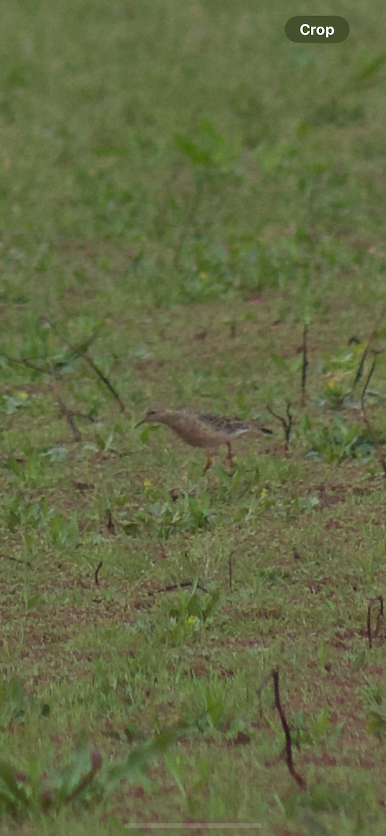 Buff-breasted Sandpiper - ML616790678