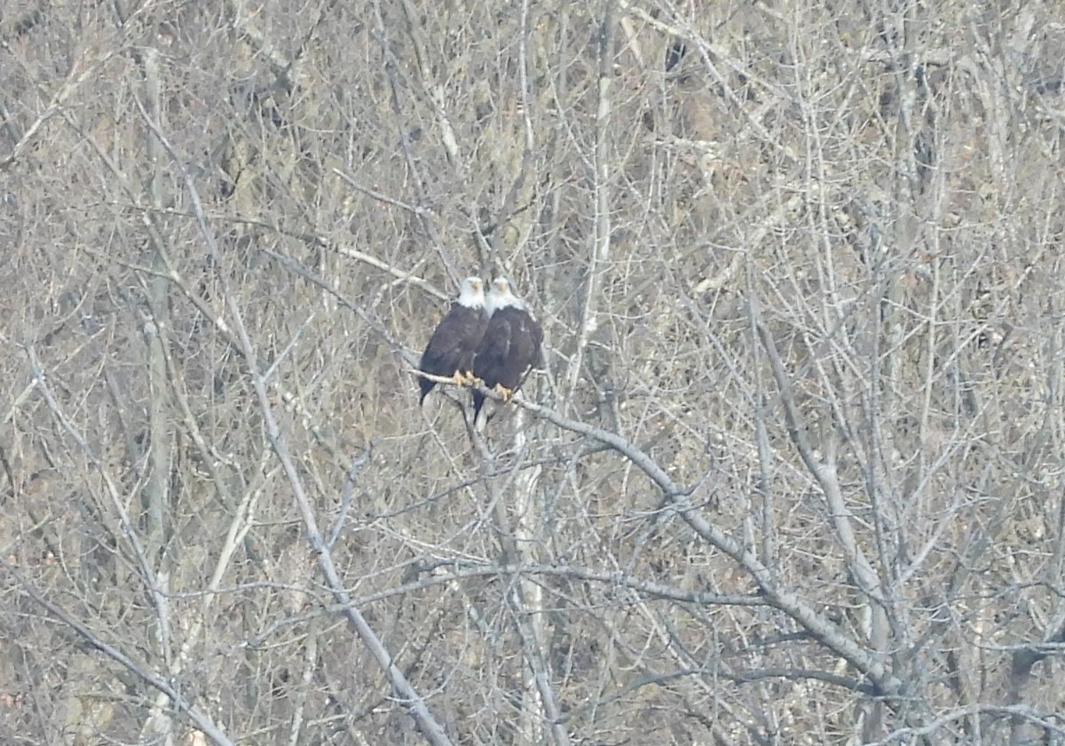 Bald Eagle - ML616790730