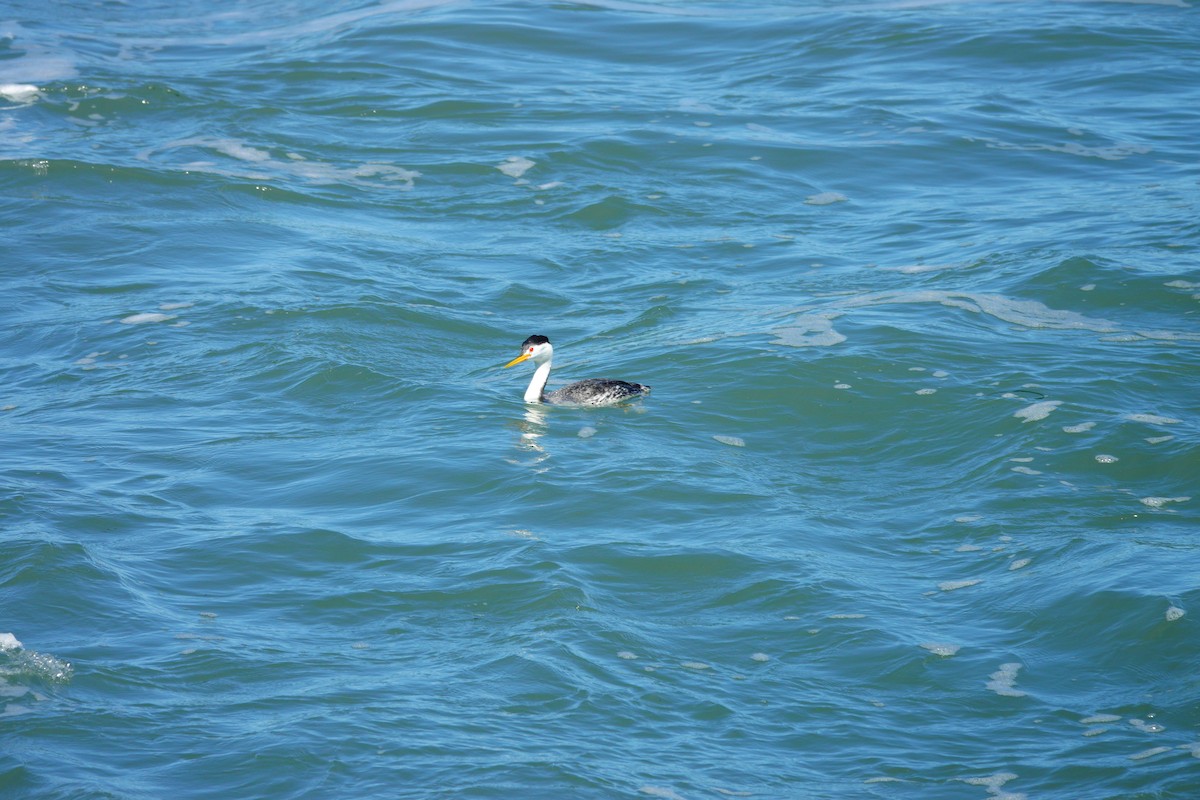 Clark's Grebe - ML616790757