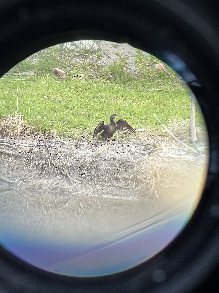 Neotropic Cormorant - ML616790774