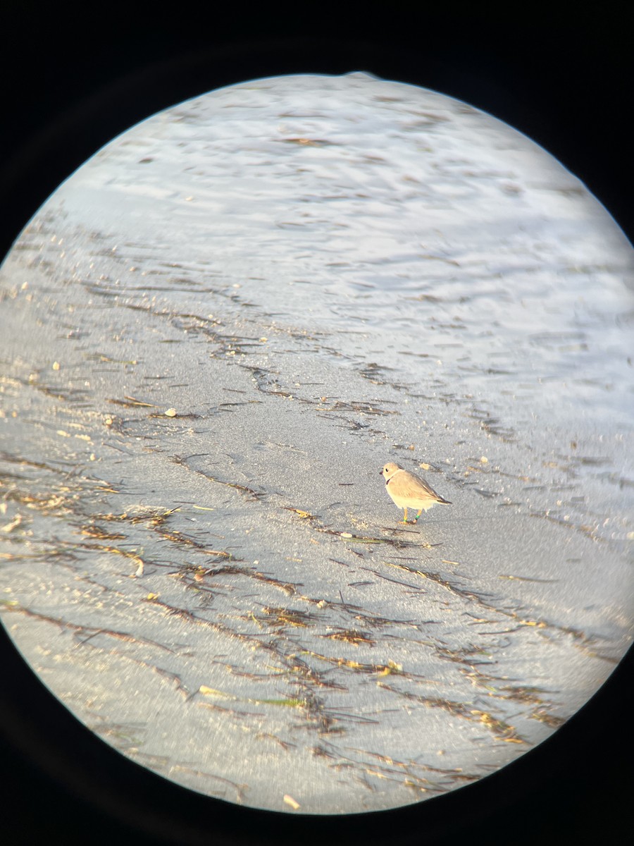 Piping Plover - Adam McInerney