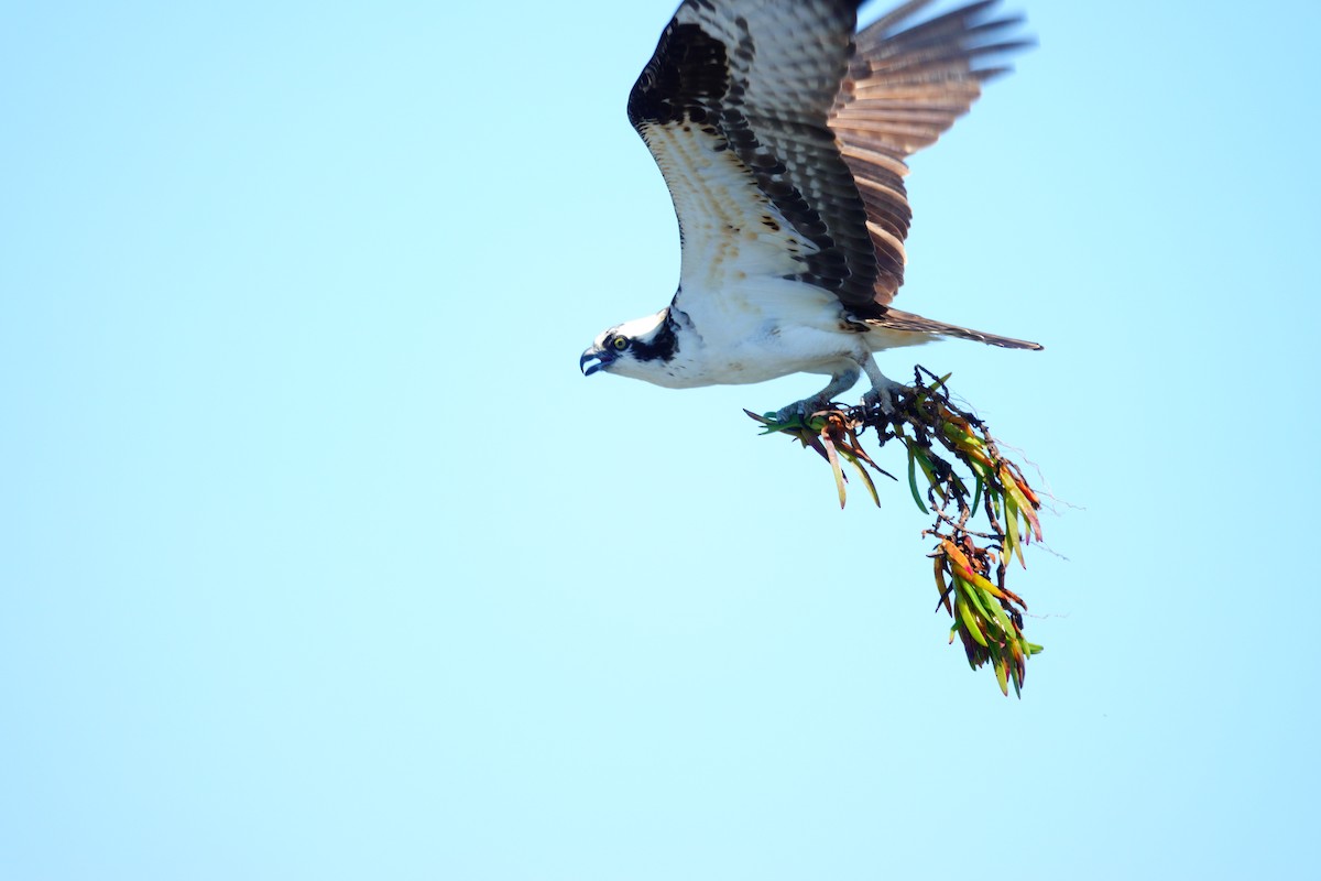 Águila Pescadora - ML616790805