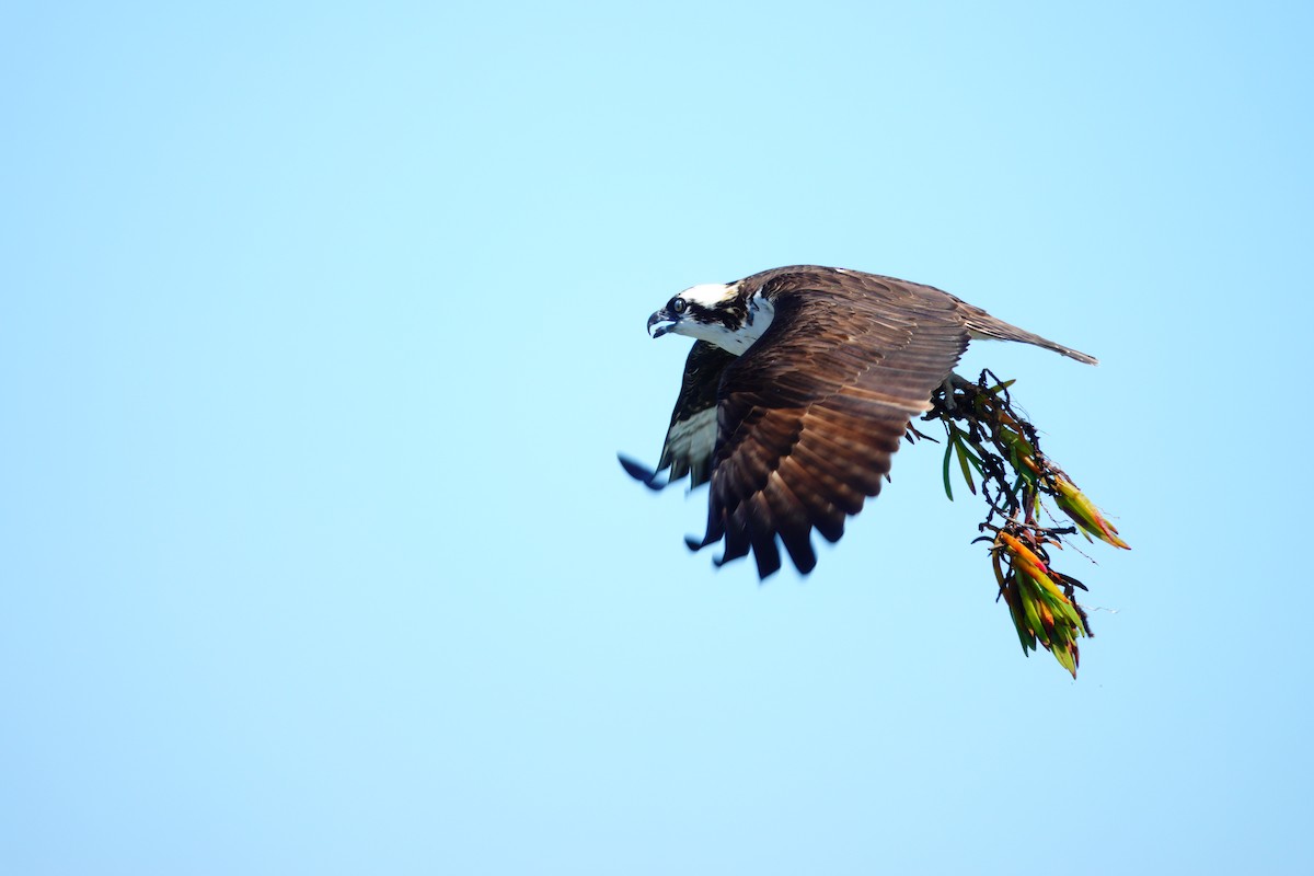 Águila Pescadora - ML616790806