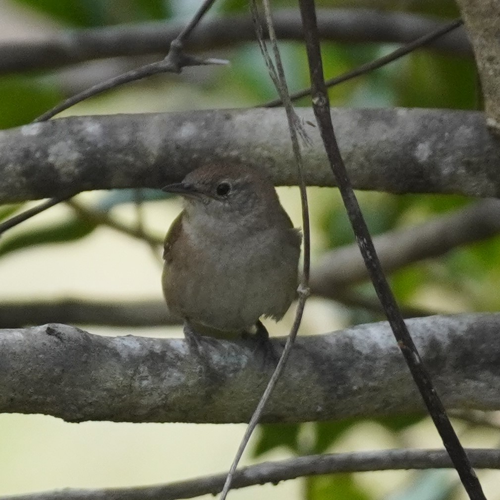 House Wren - Brian Rapoza