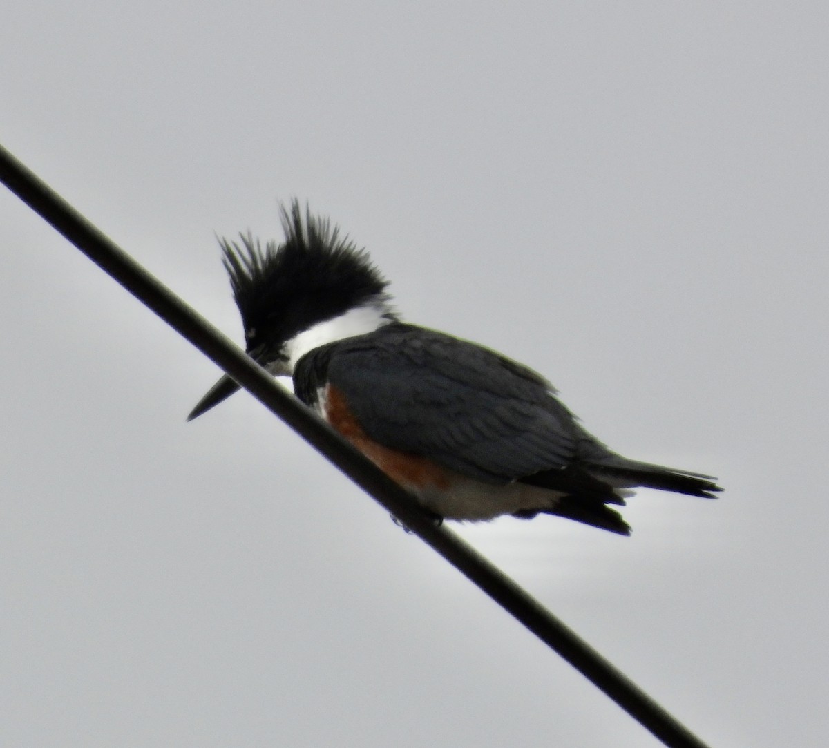 Belted Kingfisher - ML616790948