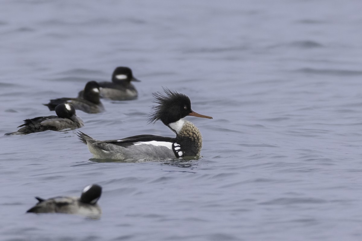 Red-breasted Merganser - ML616790959