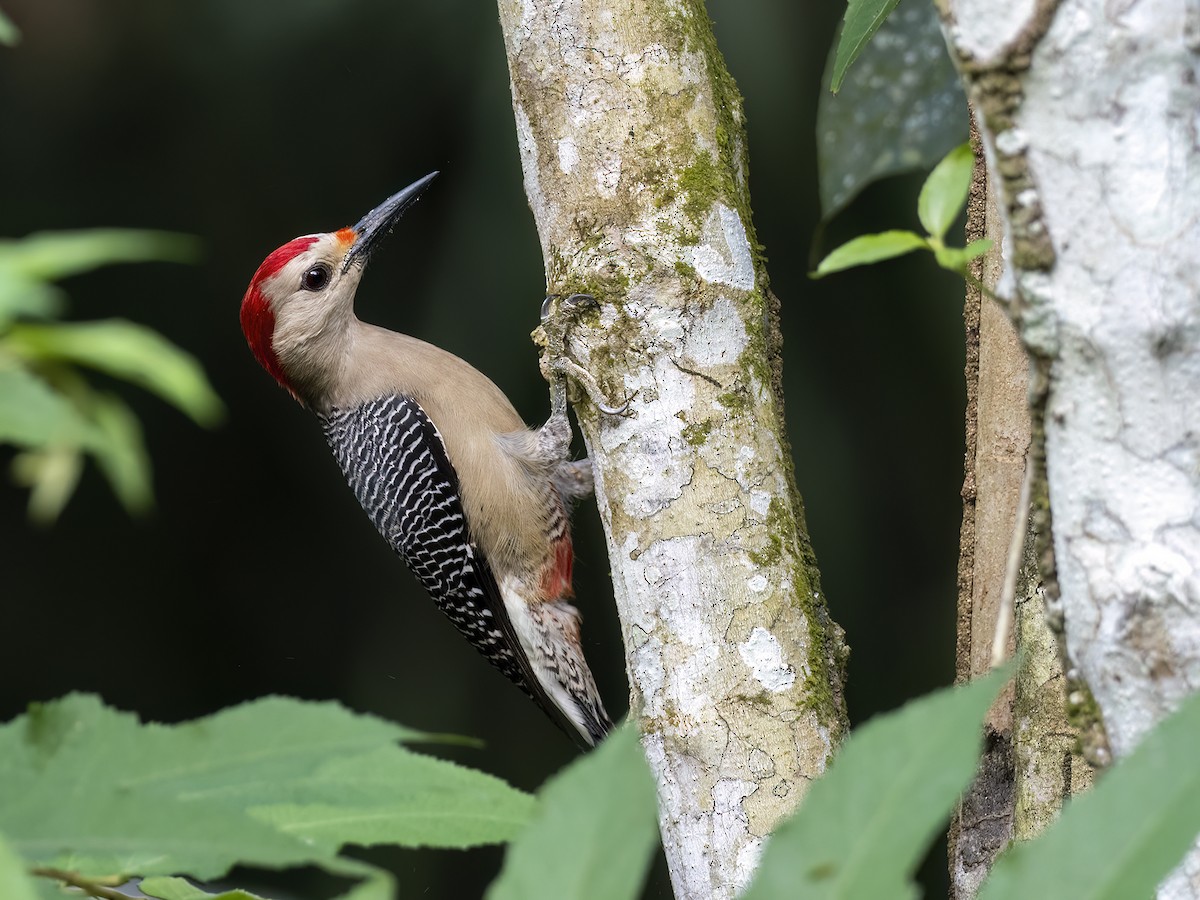 Golden-fronted Woodpecker (Velasquez's) - ML616791069