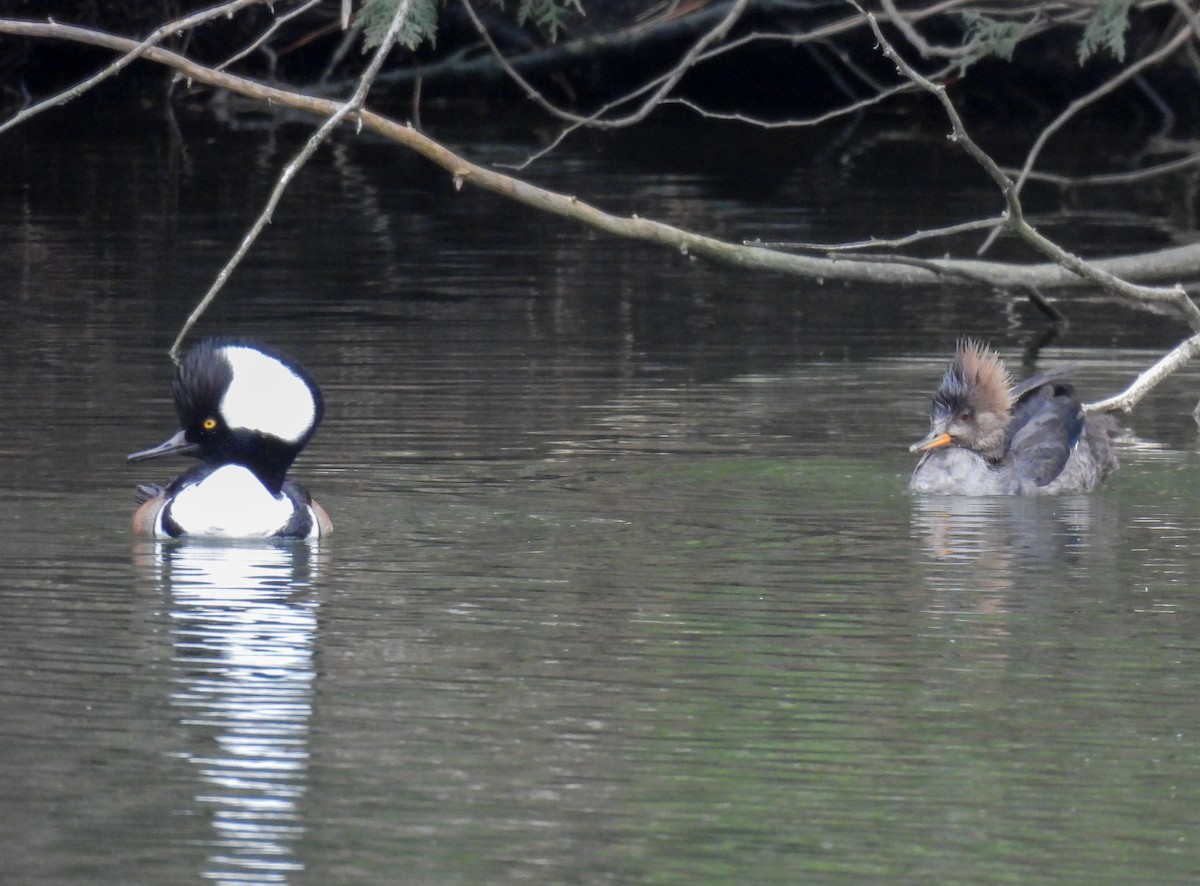 Hooded Merganser - ML616791131