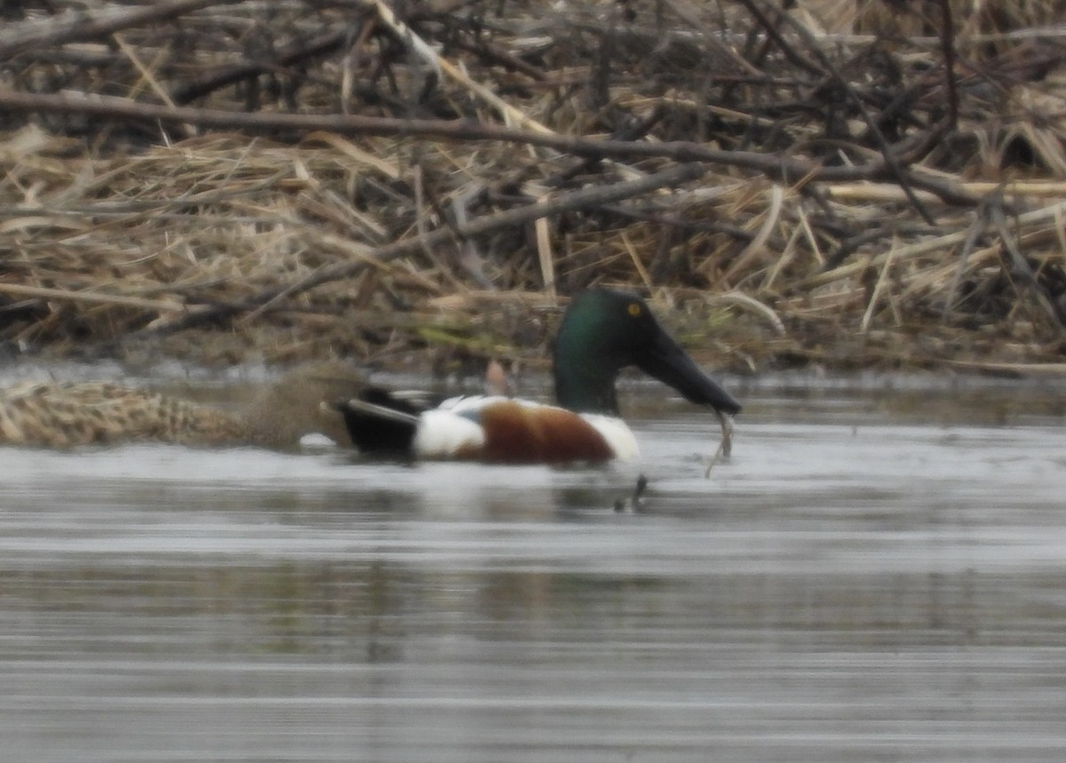 Northern Shoveler - Brenda Meese