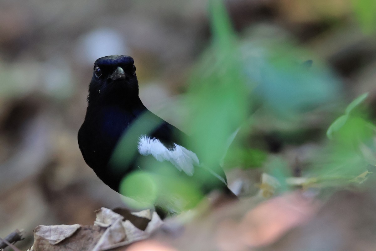 Oriental Magpie-Robin - ML616791166