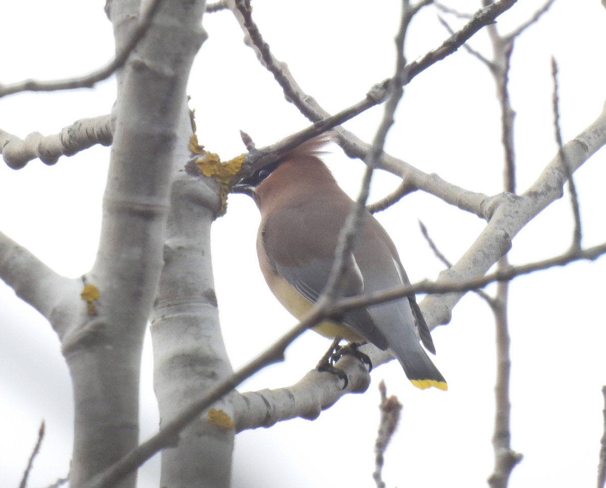 Cedar Waxwing - ML616791177